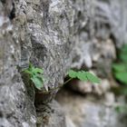 Die Natur findet einen Platz