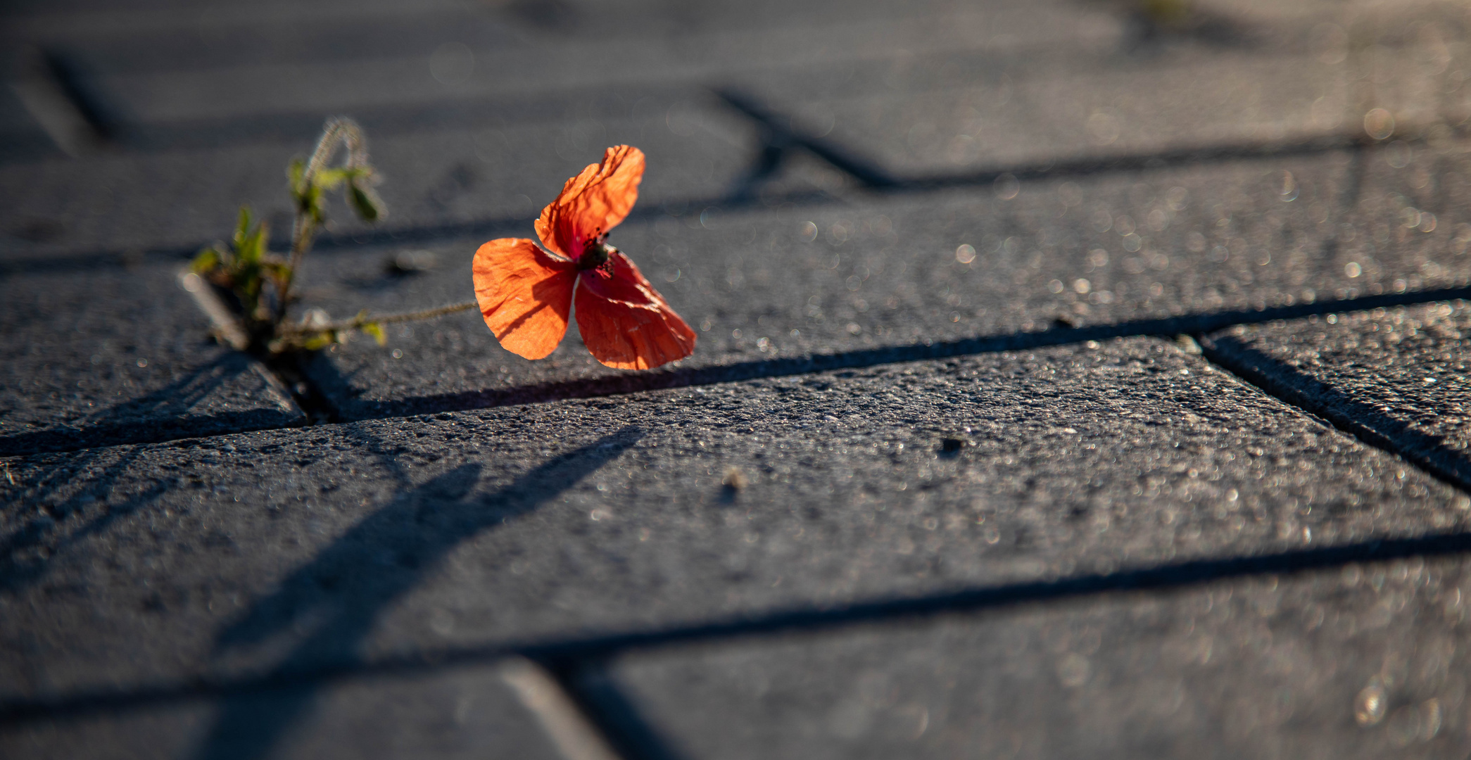 Die Natur findet einen Weg