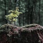 Die Natur findet einen Weg - der Mensch auch?