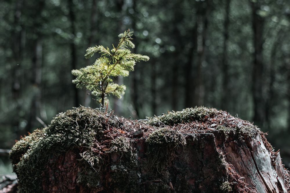 Die Natur findet einen Weg - der Mensch auch?