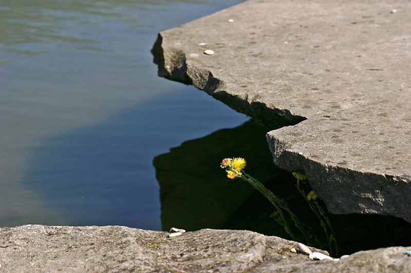 Die Natur findet immer einen Weg