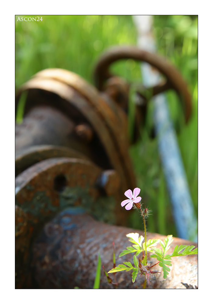 Die Natur findet immer einen Weg