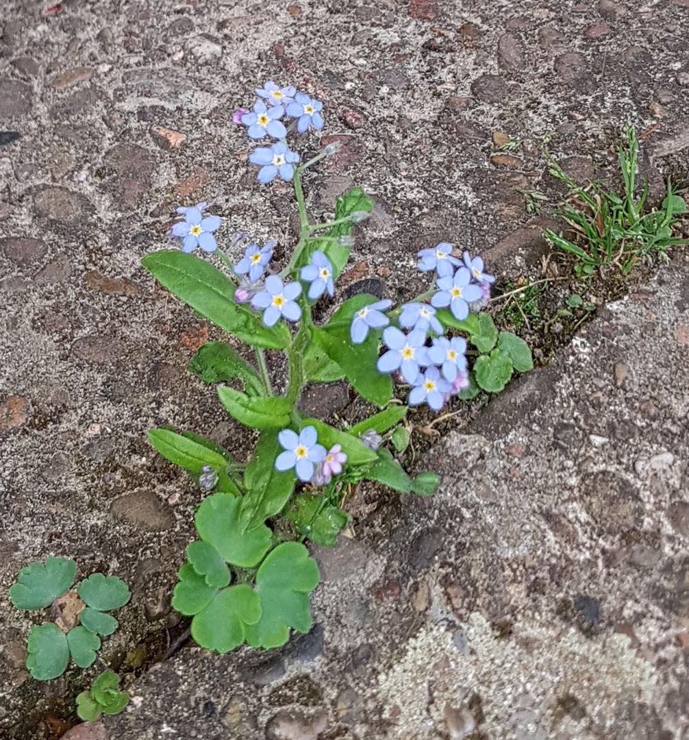 Die Natur findet immer seinen Weg.