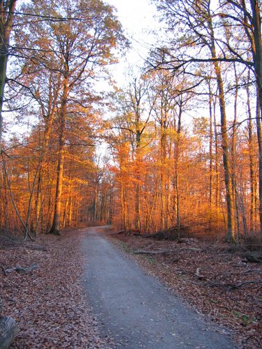 Die Natur geht langsam schlafen