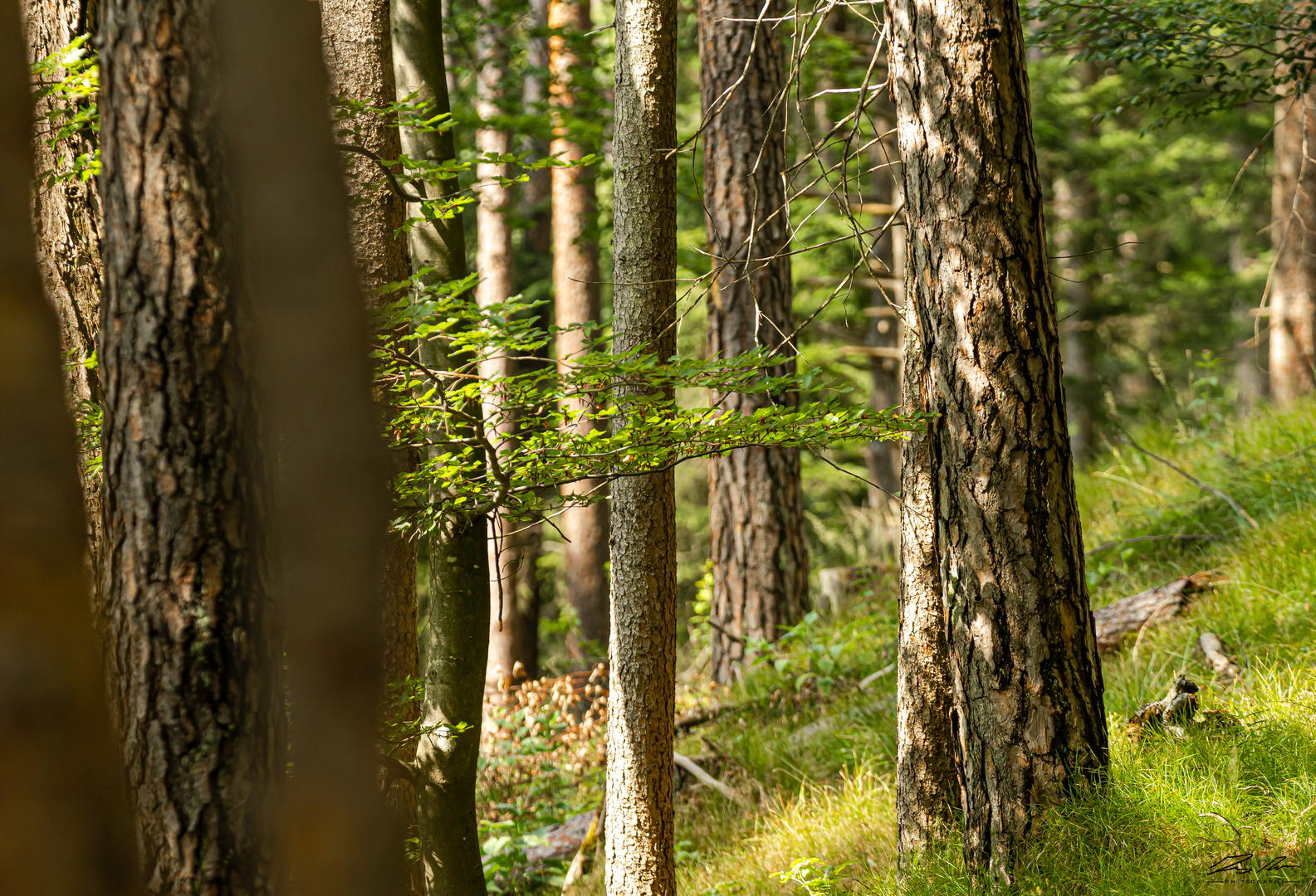 die Natur genießen