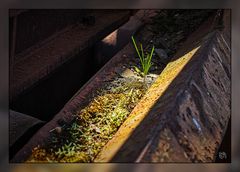 Die Natur gewinnt