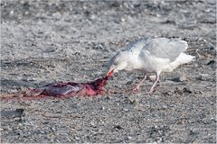 Die Natur hat für alles Verwendung.....