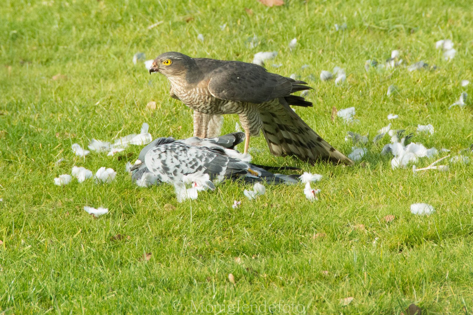 Die Natur hat ihre eigenen Gesetzte