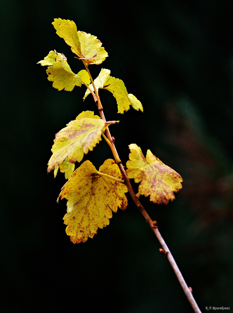 Die Natur hat schon gemalt