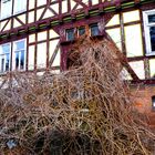 die Natur holt es sich zurück, dieses Dornrösschenhaus