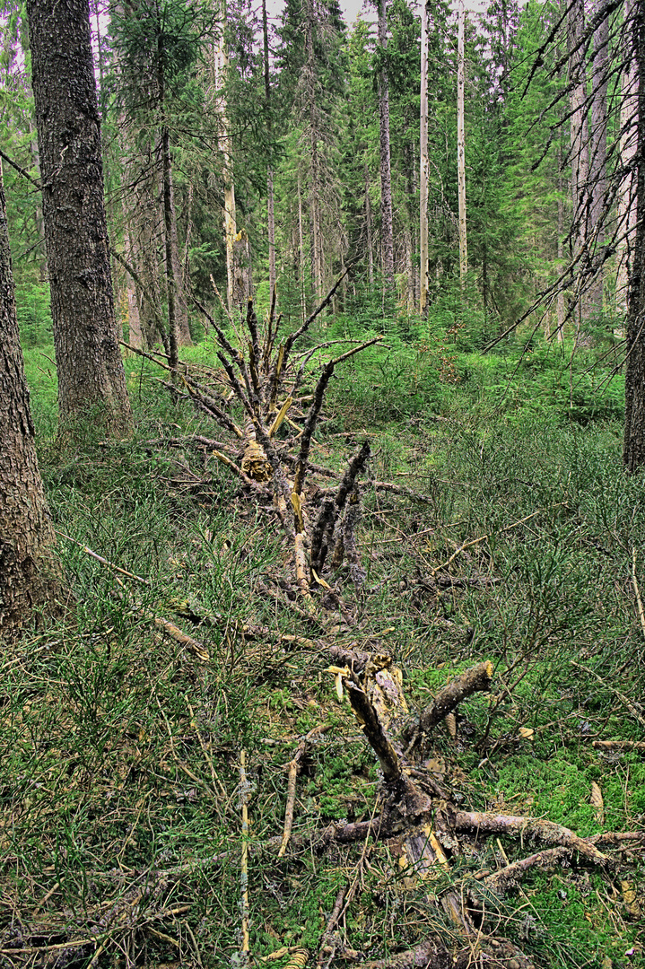 Die Natur holt sich alles zurück