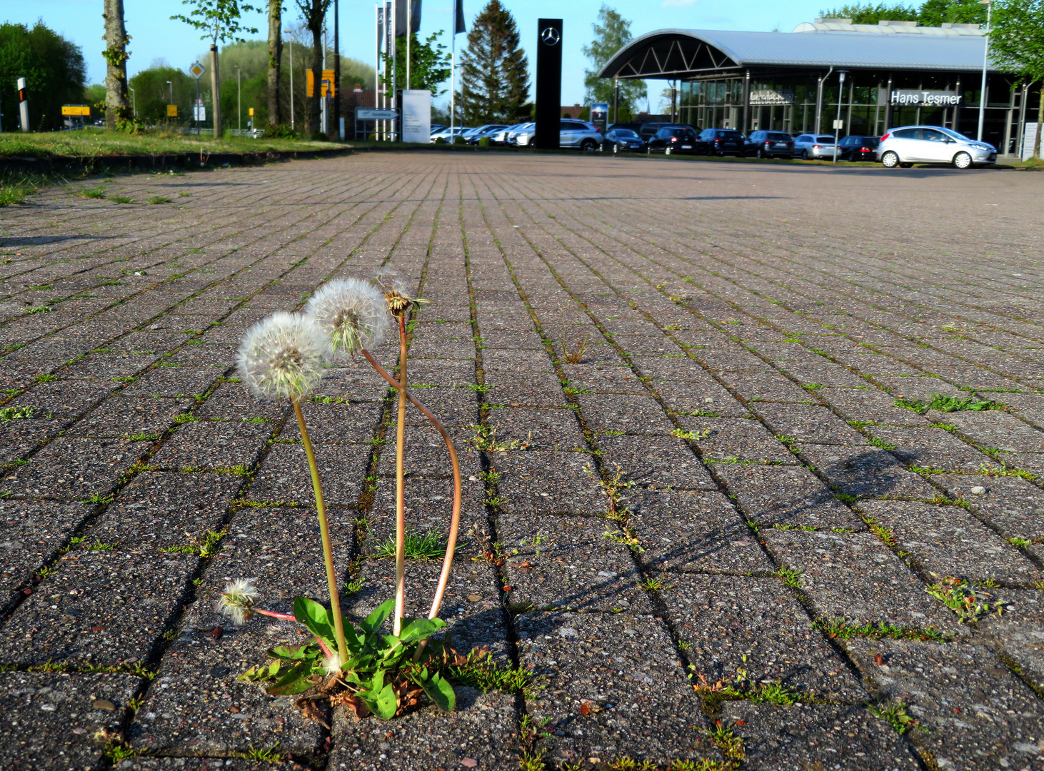 die Natur holt sich alles zurück ..