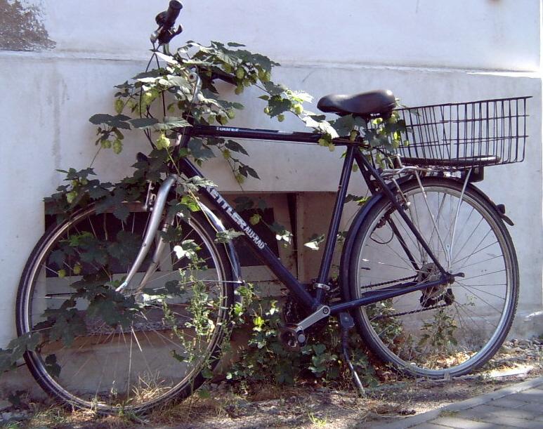 Die Natur holt sich alles zurück....!!!