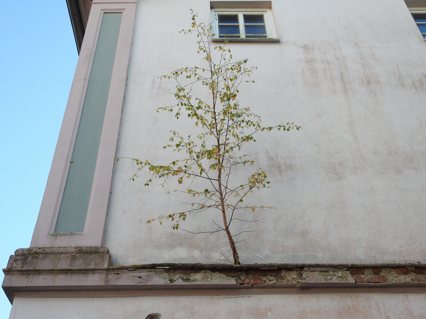 Die Natur holt sich alles zurück