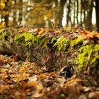 Die Natur holt sich alles zurück