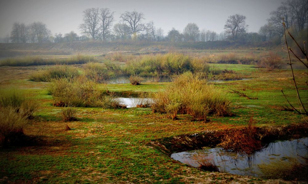 Die Natur holt sich ihren Lebensraum zurück