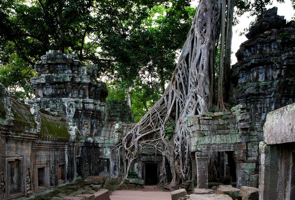 Die Natur holt sich zurück, was ihr gehört, Ta Prom Tempel, Angkor/Cambodia