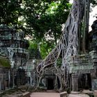Die Natur holt sich zurück, was ihr gehört, Ta Prom Tempel, Angkor/Cambodia