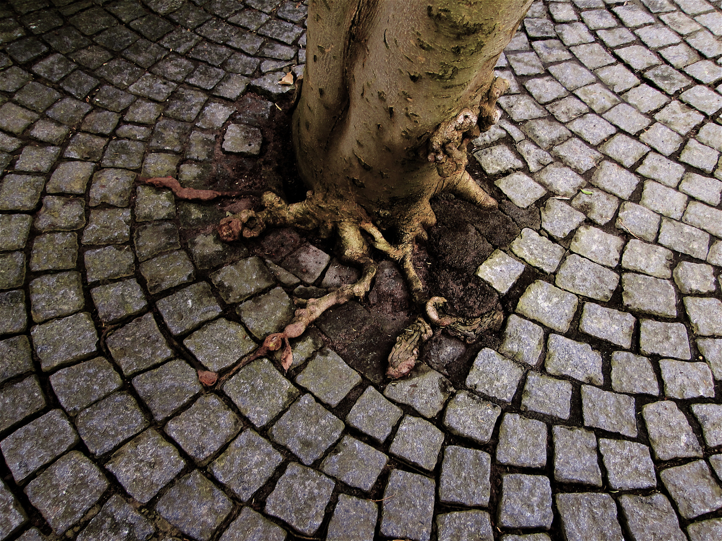 Die Natur holt sich zurück,was man "ihr" genommen hat.