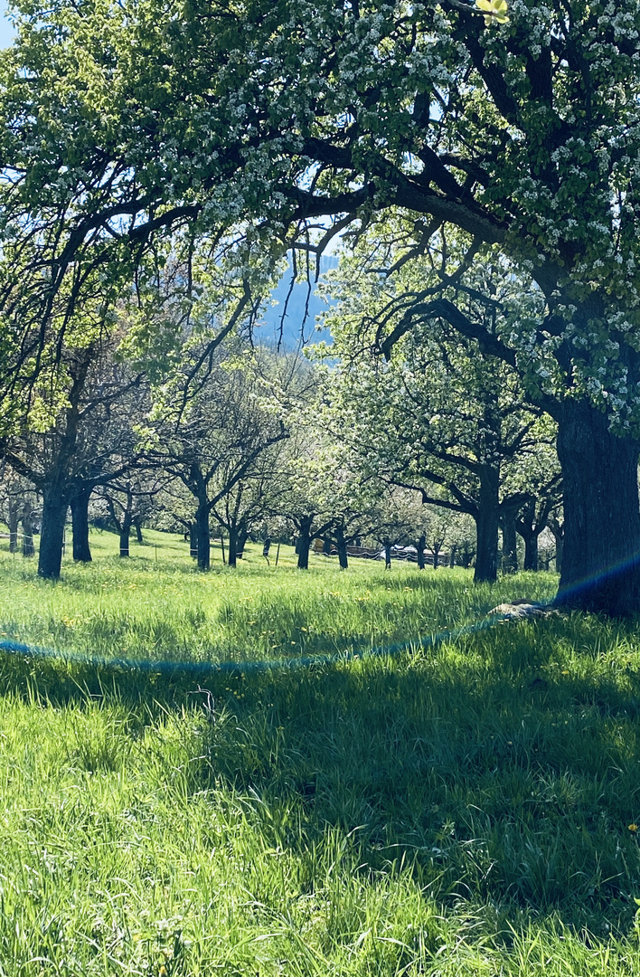 die Natur im April 