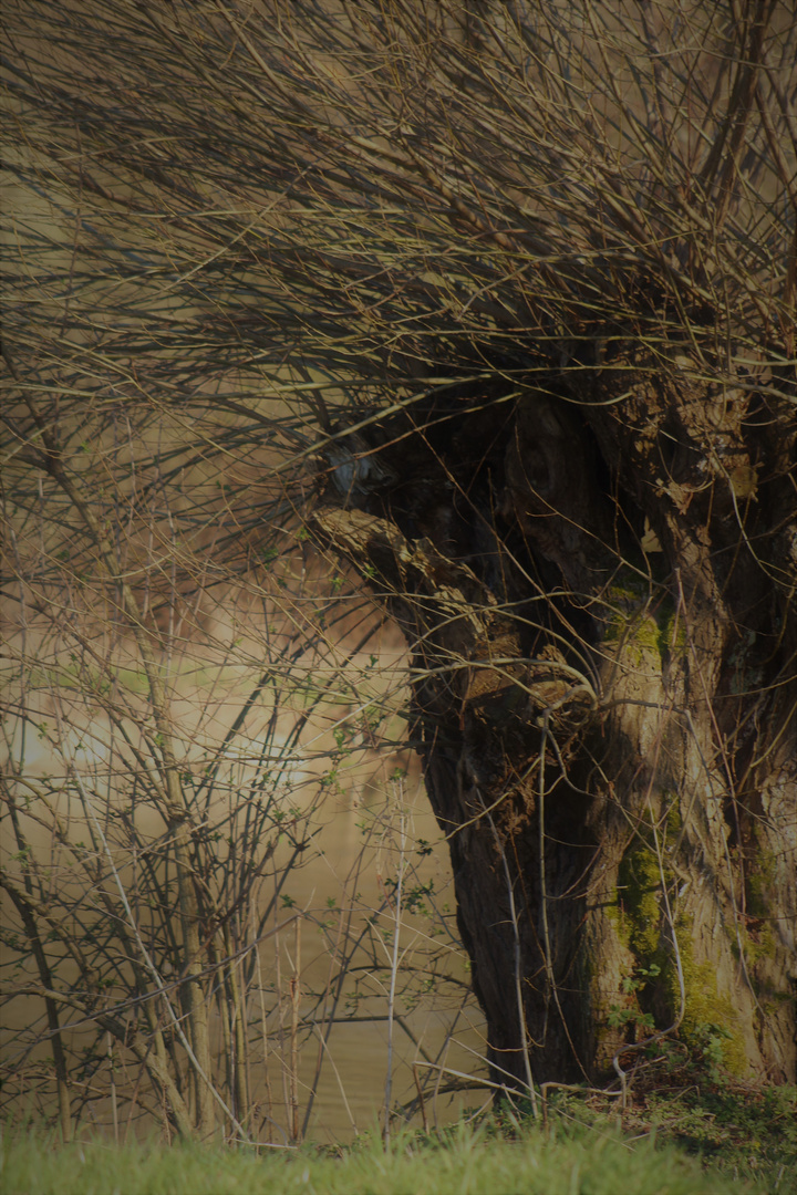 die Natur  im April