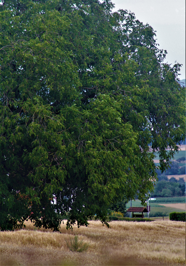 die Natur im August 