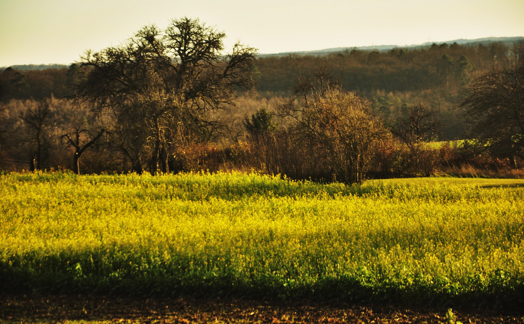 die Natur im Dezember 2