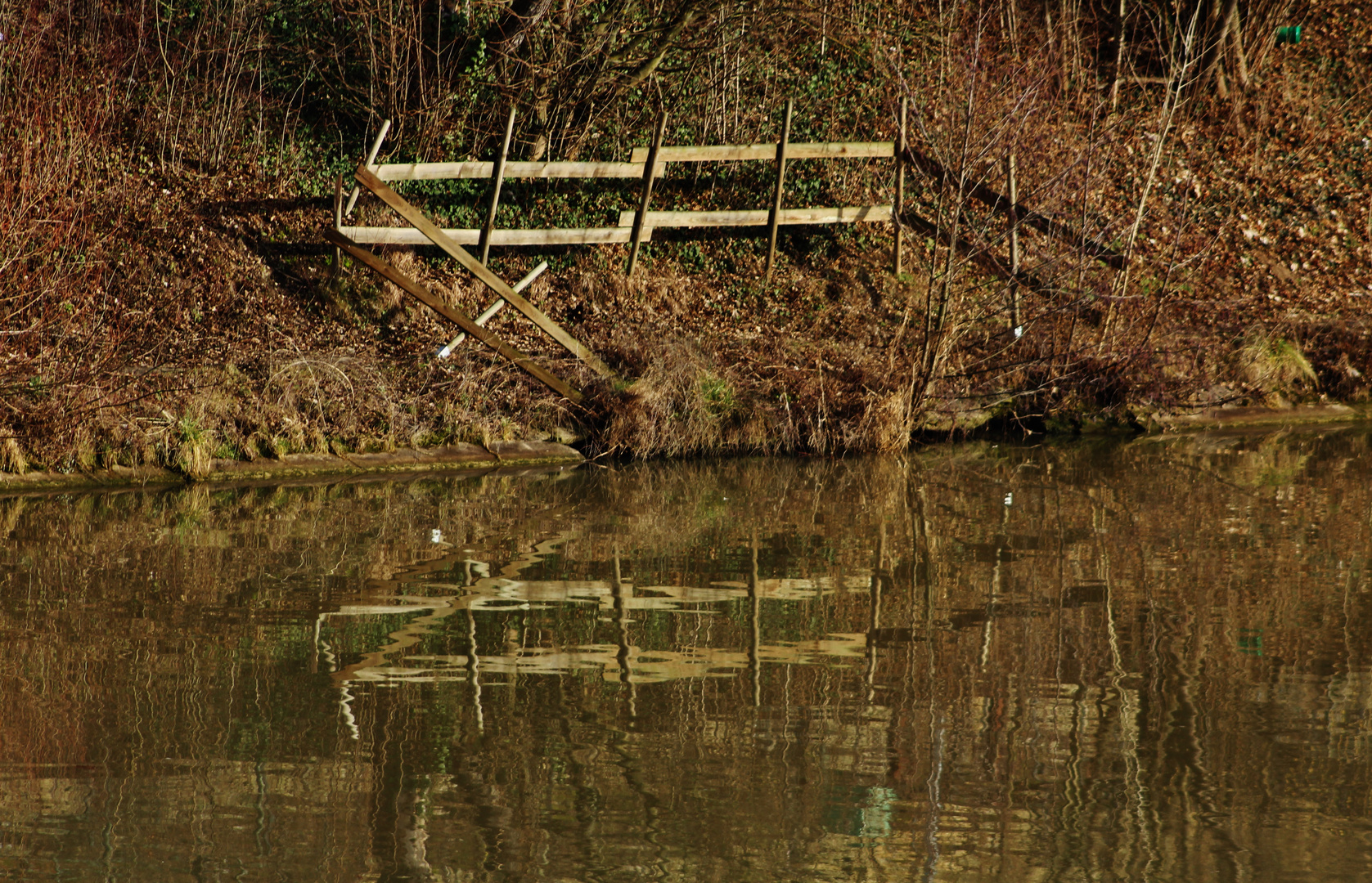 die Natur im Februar am Neckarufer