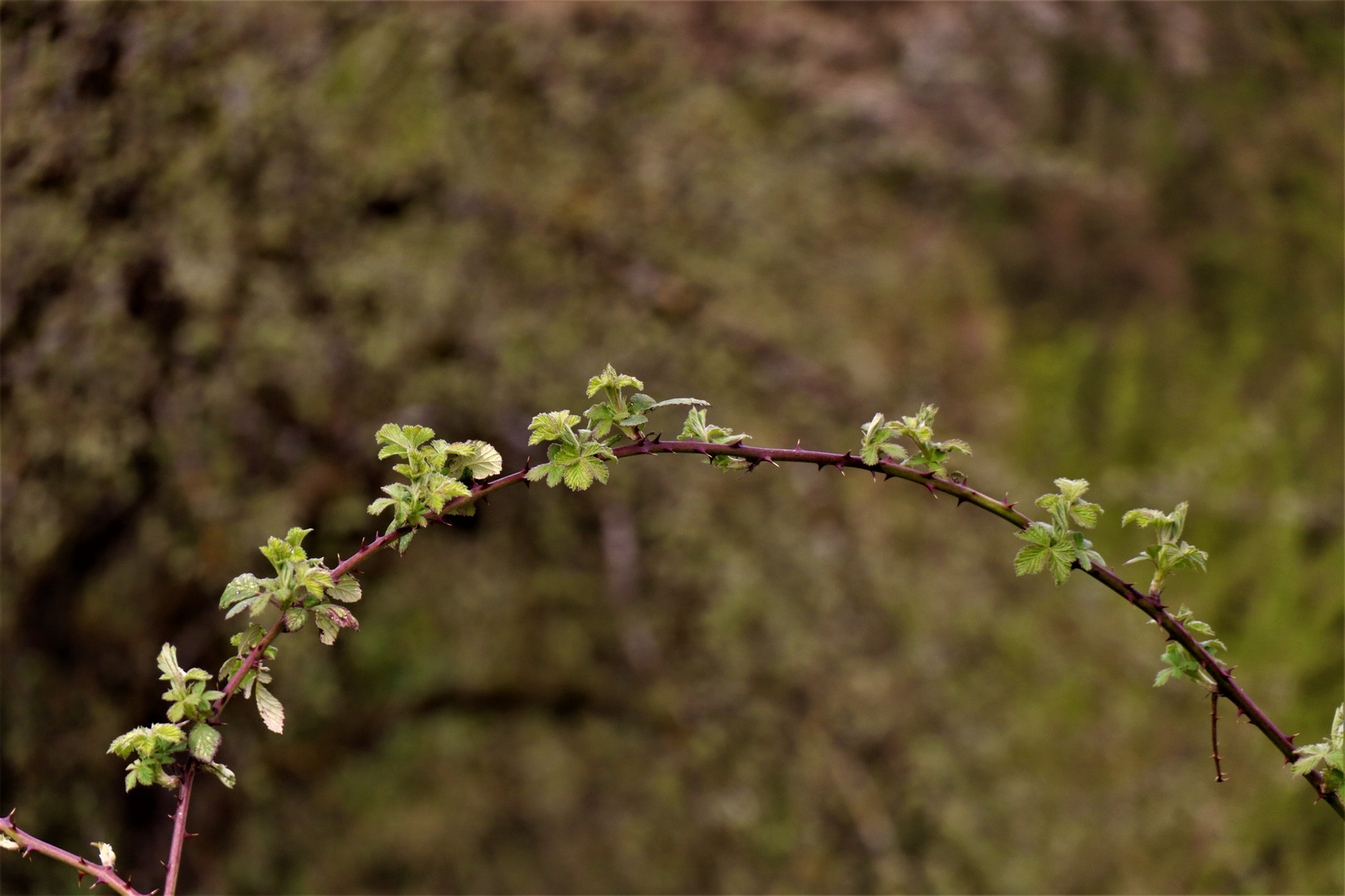 die Natur im Frühling 2022