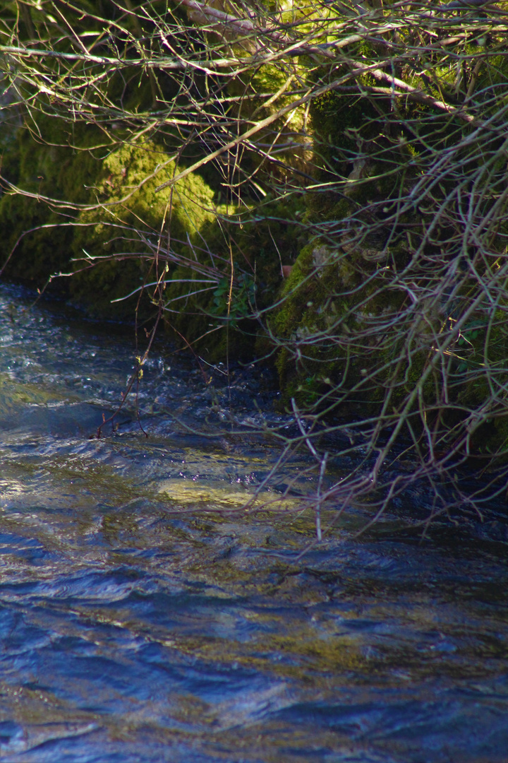 die Natur im Frühling