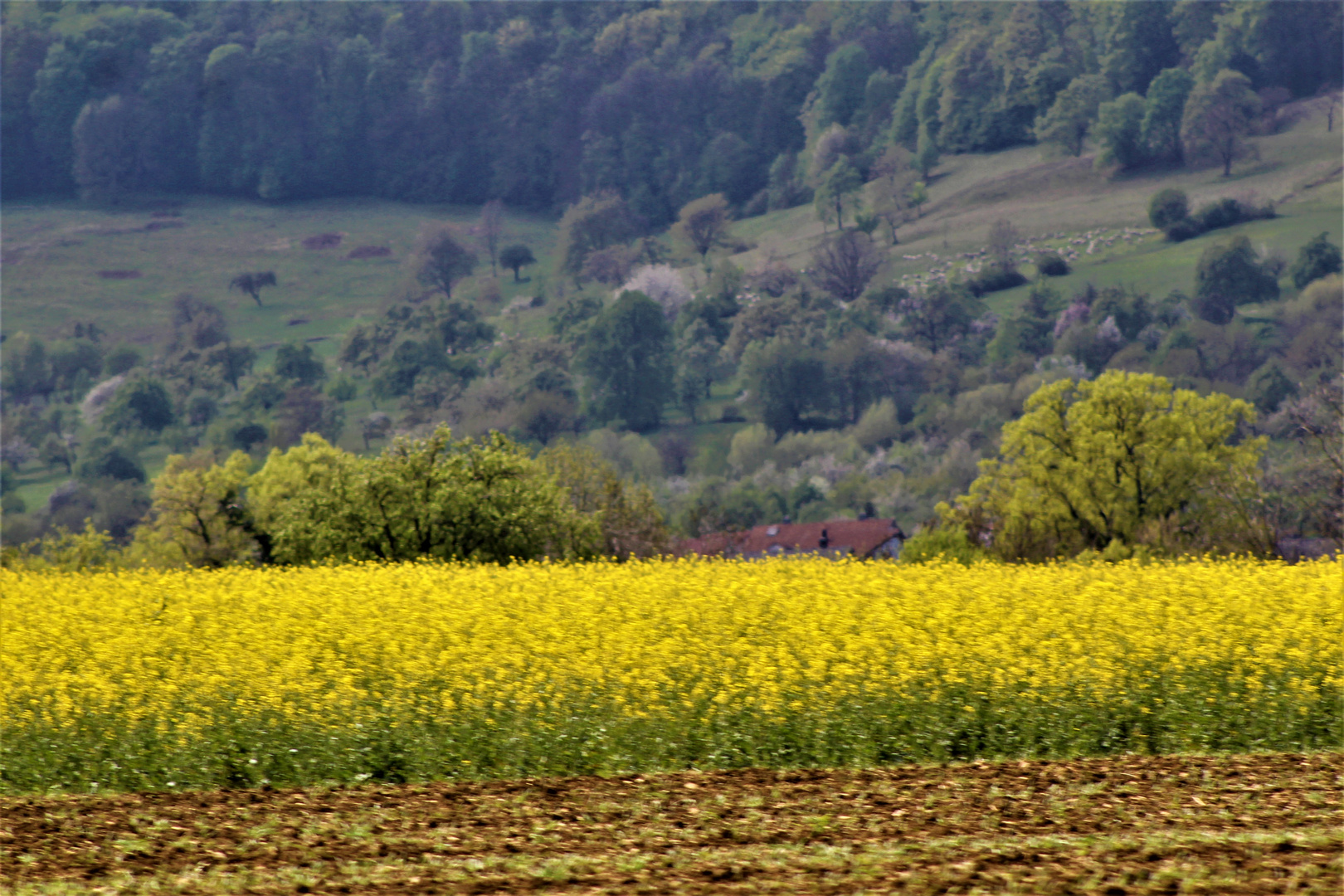 die Natur im Frühling rings um die schwäbische Alb