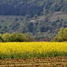 die Natur im Frühling rings um die schwäbische Alb