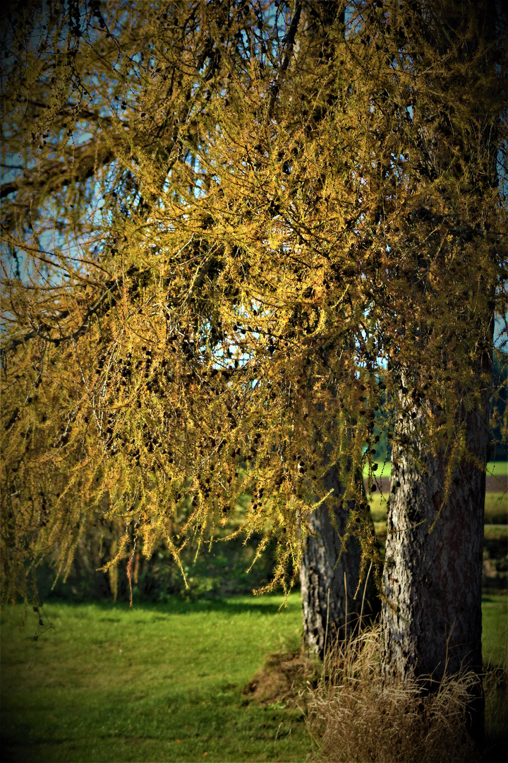 die Natur im Herbst