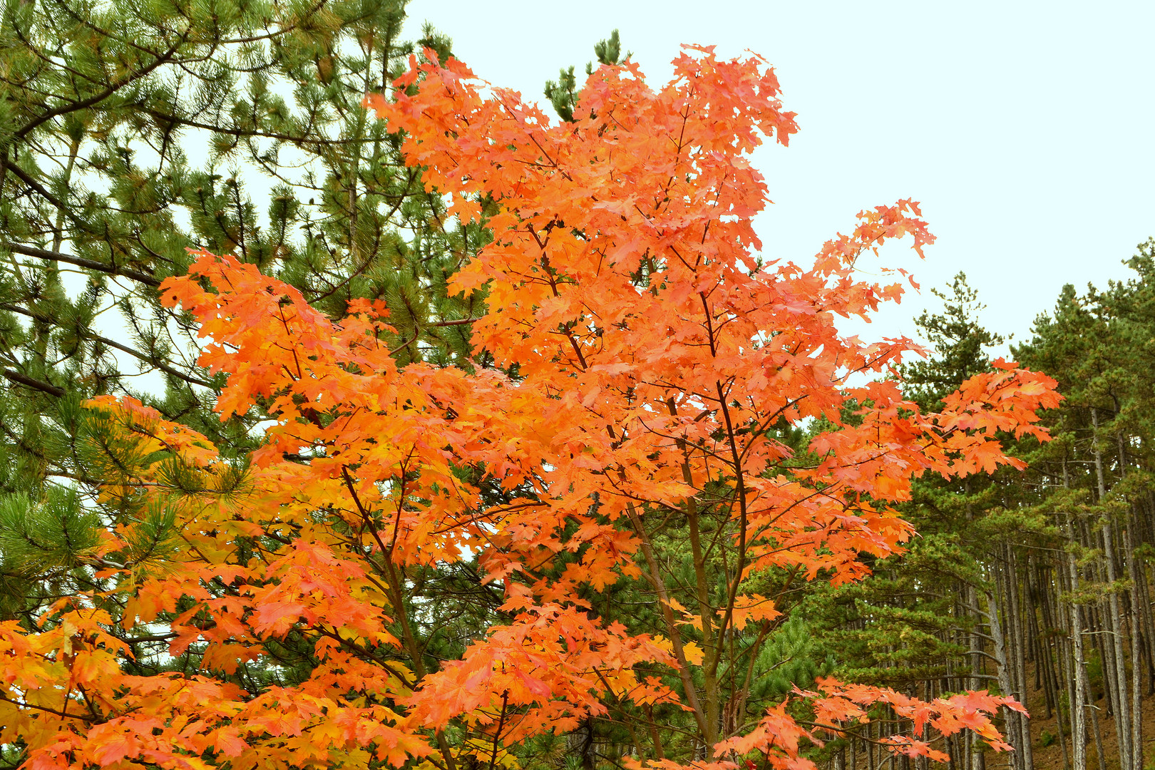 Die Natur im Herbst