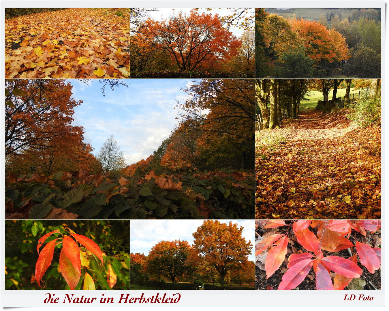 die Natur im Herbstkleid