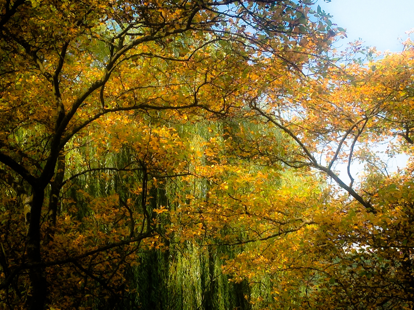 Die Natur im Hochsommer