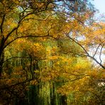 Die Natur im Hochsommer