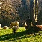 die Natur im März 