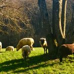 die Natur im März 