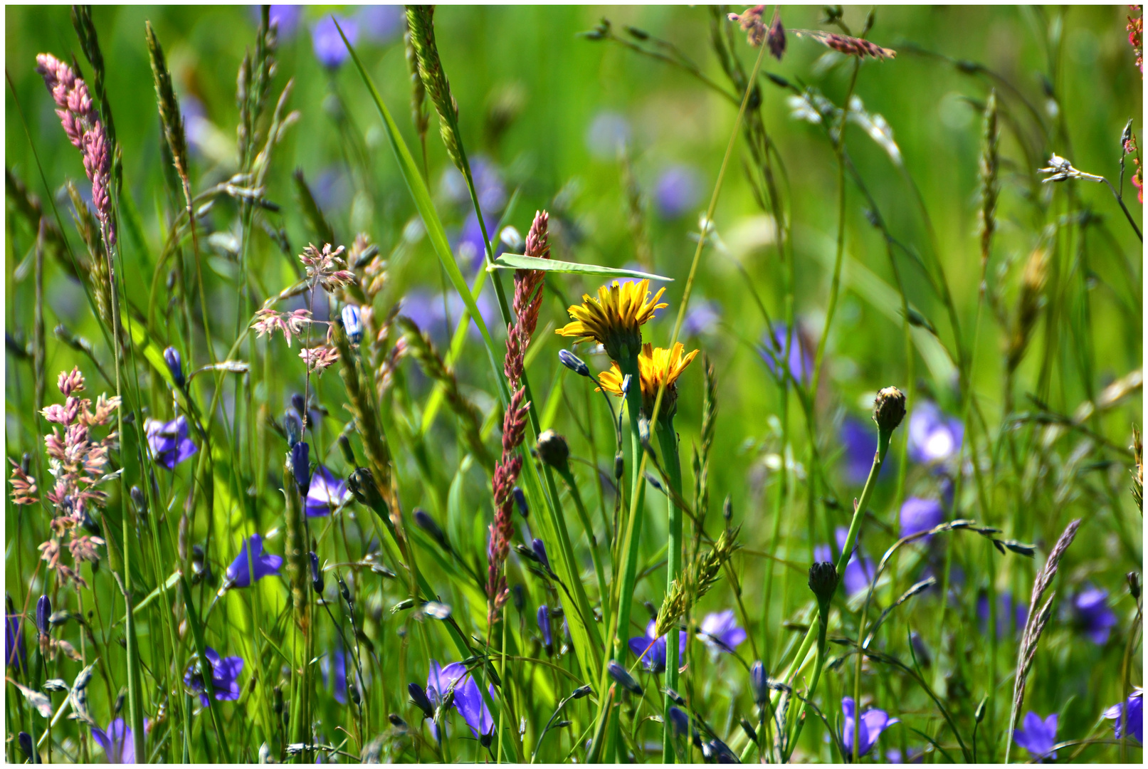 Die Natur im Mai 2020 0129 