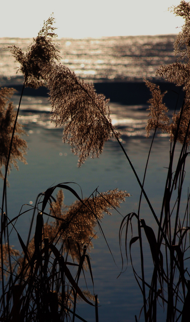 die Natur im November