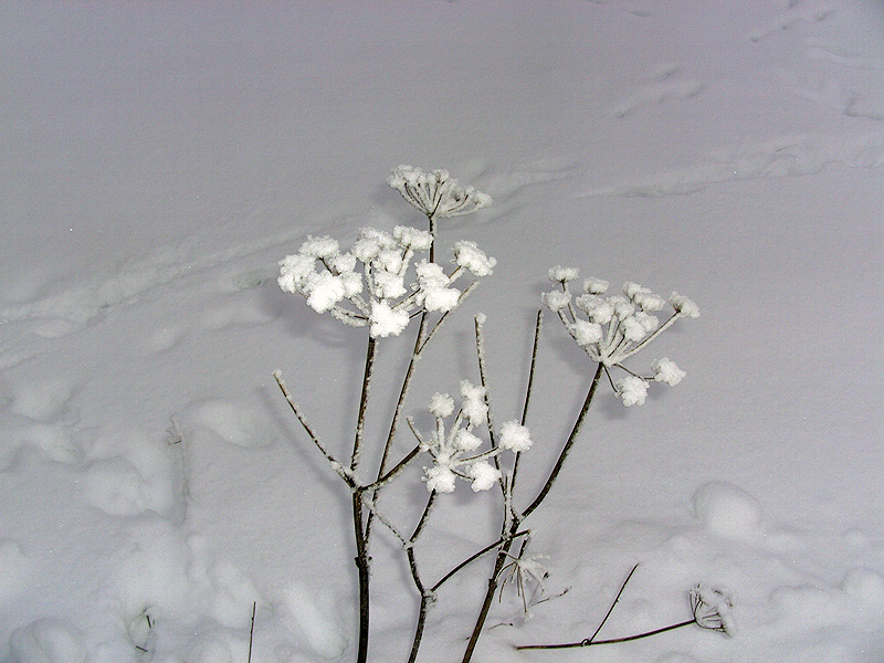Die Natur im Schnee