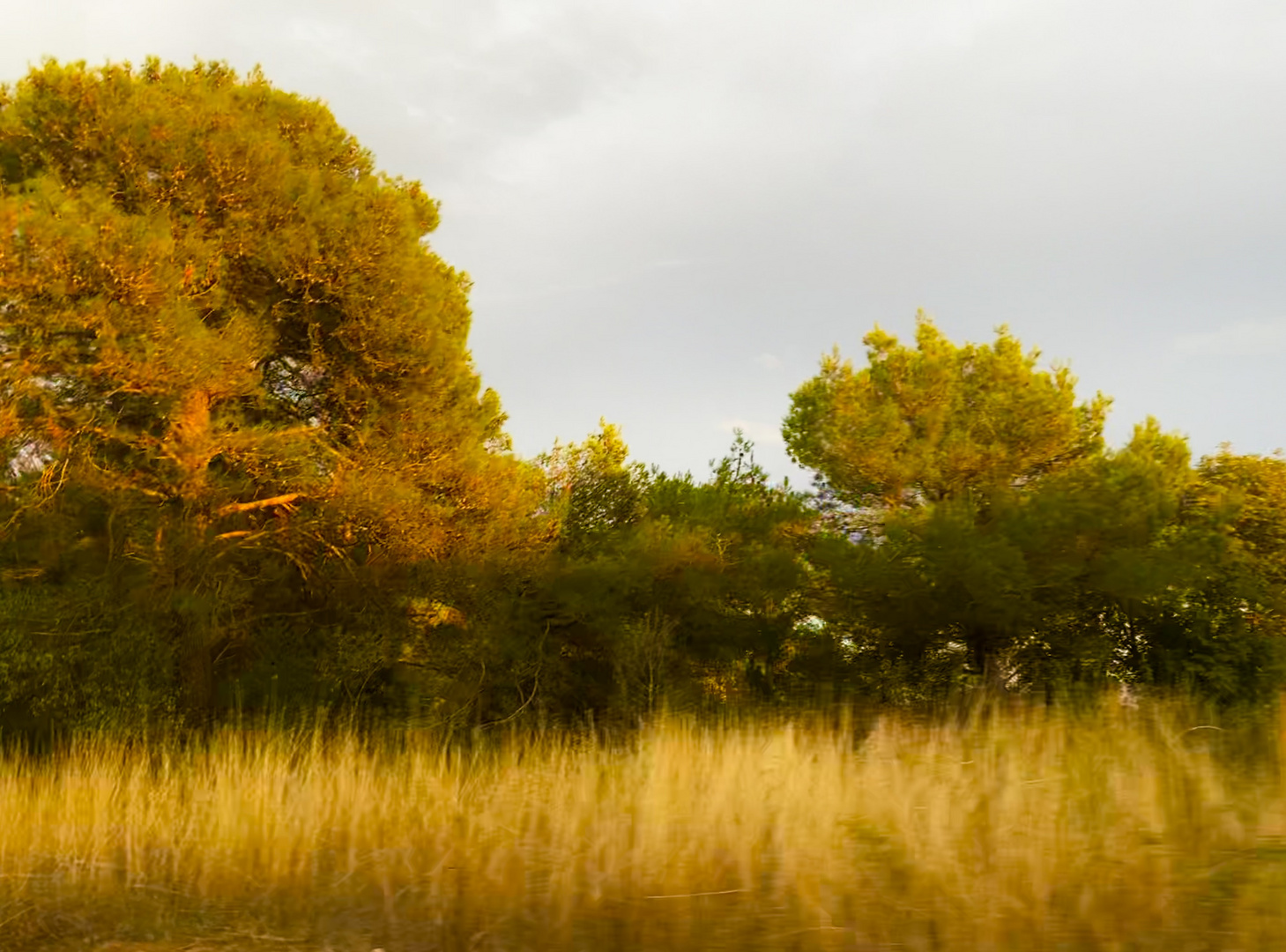 die Natur im Spätsommer 