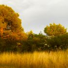 die Natur im Spätsommer 