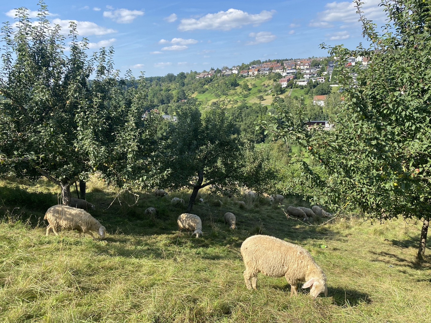 die Natur im Spätsommer