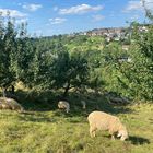 die Natur im Spätsommer