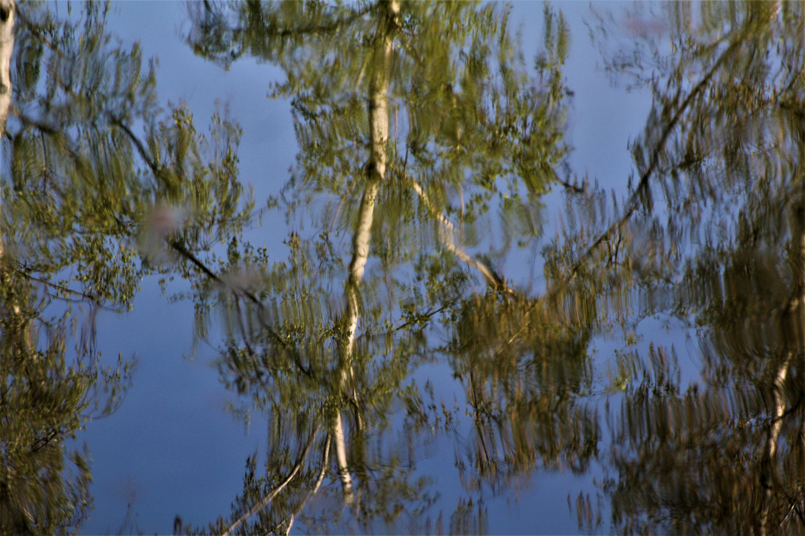 die Natur im Spiegel