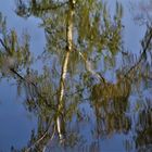 die Natur im Spiegel