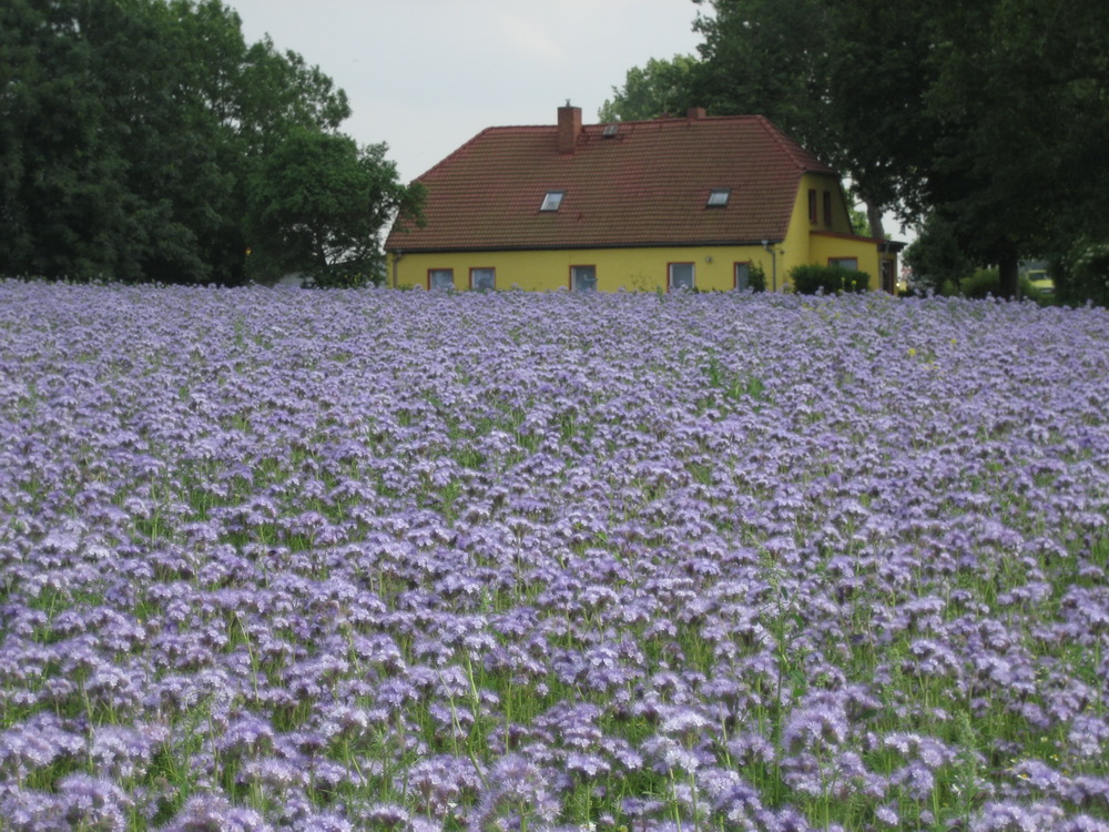 die Natur im Vordergrund