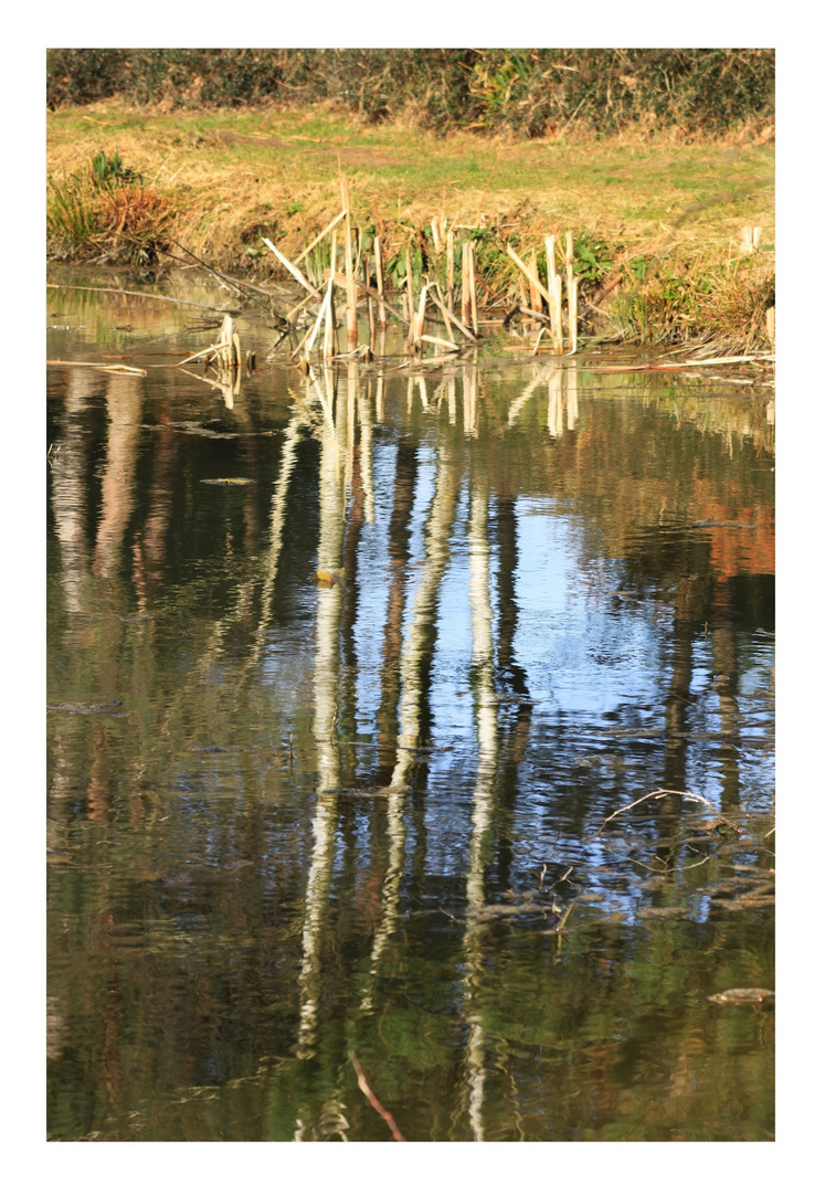 Die Natur im Wasser